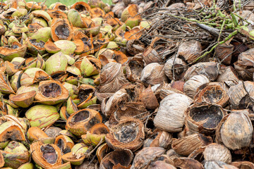 Massive piles of coconuts. Heap of green and brown coconut.