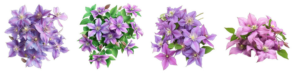 Clematis Flower Pile Of Heap Of Piled Up Together Hyperrealistic Highly Detailed Isolated On Transparent Background Png File