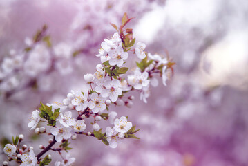 Cherry blossom branch in the garden in spring
