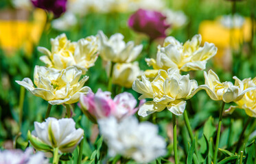 yellow tulips bloom on a green natural background

