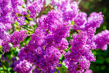 Obraz premium Pink lilac blooms in the Botanical garden 