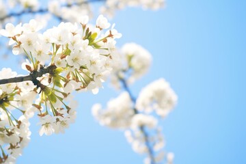 white cherry blossoms against a clear blue sky