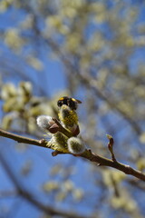 bee on branch