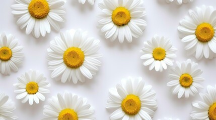 Beautiful white daisy petals scattered on a simple, aesthetic background, top view flat lay concept