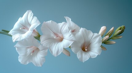  a group of white flowers sitting next to each other on a light blue background in the middle of the picture is a single stem of flowers in the foreground.