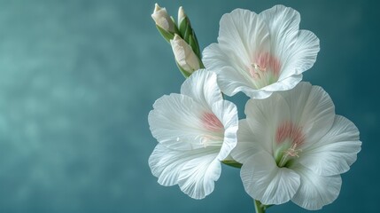  a close up of three white flowers on a blue background with a blurry image of the center of the flower and the center of the flower in the middle of the petals.