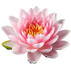 Water Lily flower isolated on transparent background