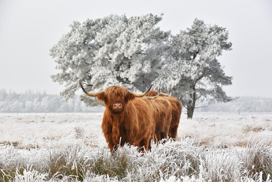 Long-haired Highland Cattle in front of a frosted tree, in a natural winter landscape