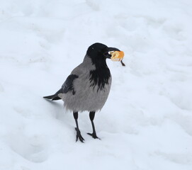 A crow stands in the snow holding a piece of white bread in its beak