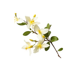 Winter Jasmine flower isolated on transparent background