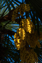 a palm tree in the shade