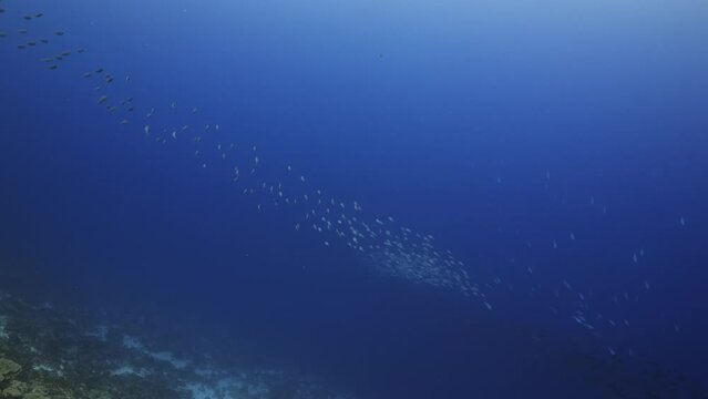 Shoal of snappers in the Blue in the atoll of Fakarava in the French Polynesia in the middle of the South Pacific