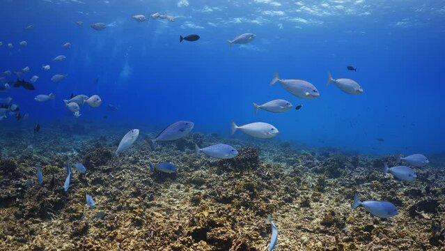 Shoal of snappers in the Blue in the atoll of Fakarava in the French Polynesia in the middle of the South Pacific