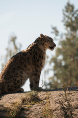 portrait of a leopard
