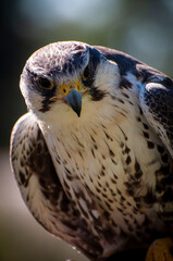 falcon portrait