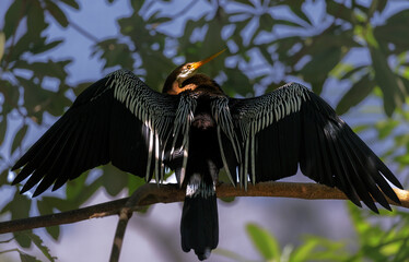 Australasian darter bird (Anhinga novaehollandiae) spreading wings. Australasian Darter drying wings.