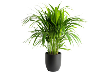 Fishtail Palm in Black Pot on Transparent Background