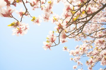 magnolia tree with white flowers against a clear sky