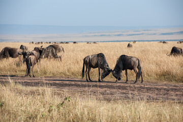 migration in the Masai Mara Kenya