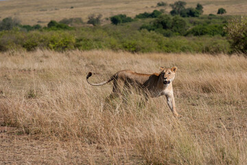 Lion female in the Masai Mara