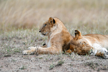 Lion female in the Masai Mara