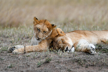 Lion female in the Masai Mara