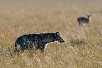 yenas roam the Masai Mara