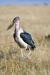 Marabou looking for food