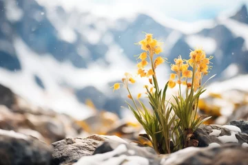Foto op Plexiglas close-up of alpine flowers against glaciers © primopiano