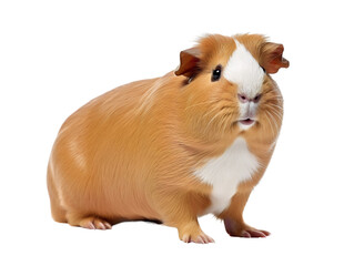 Fototapeta premium Chubby Guinea Pig, isolated on a transparent or white background