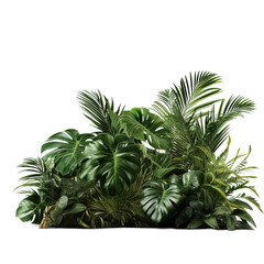 Fototapeta premium Palm tree isolated isolated on transparent background