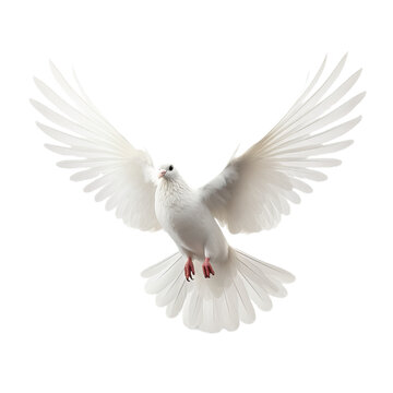 A white dove of the peace isollated on the transparent background .
