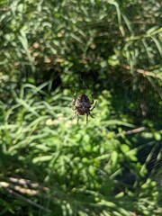 spider on a web