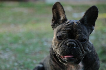 A cute of french bulldog backgrounds