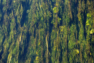 Green water plants in the clear river stream seen from above - 724773293
