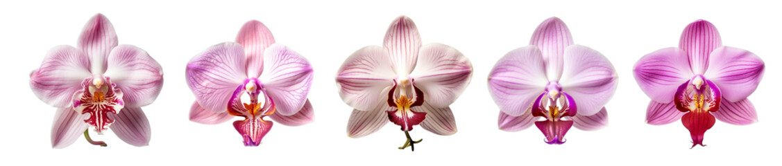 isolated illustrations of pink orchid flower. Created with Generative AI