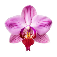 isolated illustration of pink orchid flower. Created with Generative AI