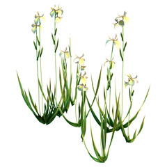 3D Rendering Water Iris Flowers on White