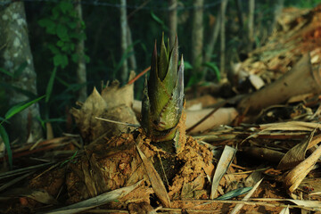 Naklejka premium Bamboo shoots growing in a beautiful bamboo forest.