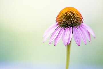 close-up of a vibrant purple cone flower against soft background