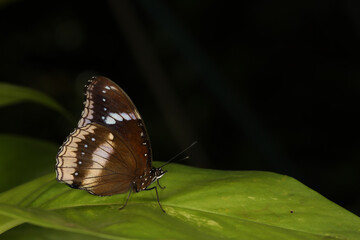 The beautiful butterfly on flower is show beauty wing in nature garden