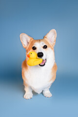corgi with a toy