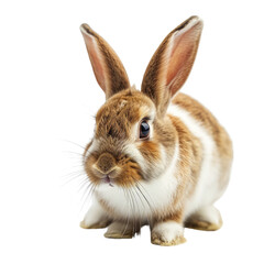 Obraz premium rabbit on a transparent background
