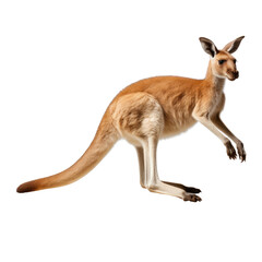 Brown kangaroo standing on transparent background.