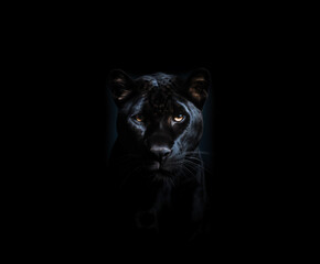 Obraz premium Panther on a black background.