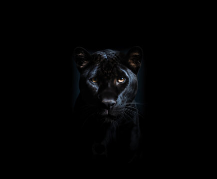 Panther on a black background.