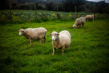 Tranquil Alentejo Winter: A quartet of sheep peacefully grazes on lush green fields, capturing the serene beauty of the Portuguese countryside