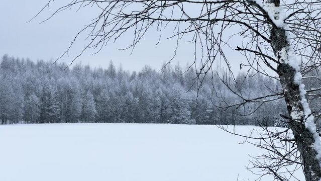 snow-covered forest, trees covered with snow, winter, birch, Russia, Smolensk region