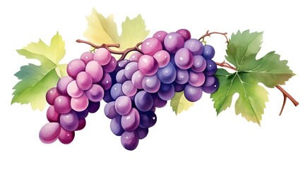 A bunch of grapes with leaves. Grape vine. Watercolor illustrations. Isolated. For the design of labels of wine, grape juice and cosmetics