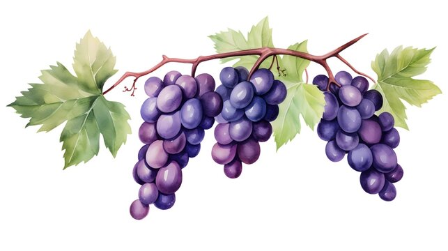 A bunch of grapes with leaves. Grape vine. Watercolor illustrations. Isolated. For the design of labels of wine, grape juice and cosmetics